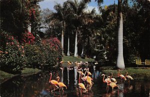 Flamingos in Tropical Setting Sarasota FL Postcard