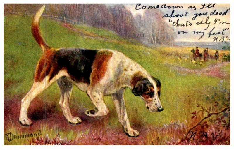 Dog   ,  Fox Hounds