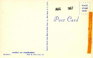 Miniature Poodle, Silver