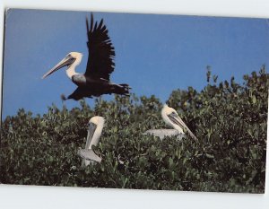 Postcard Brown Pelicans, Florida