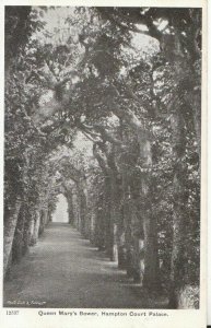 Middlesex Postcard - Hampton Court Palace - Queen Mary's Bower - TZ12011