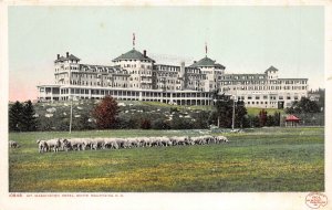 White Mountains New Hampshire 1906 Postcard Mt. Washington Hotel Sheep Grazing