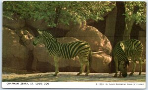 Postcard - Chapman Zebra, St. Louis Zoo - St. Louis, Missouri