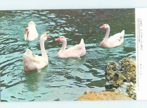 Pre-1980 WHITE GEESE BIRDS AT YANG MING PARK New Taipei City Taiwan China F5087