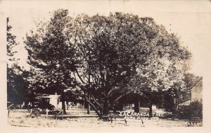 J82/ Avon Park Florida RPPC Postcard c1920s Jacaranda Tree Large  338