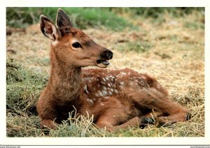 New Mexico Carlsbad Living Desert Zoological & Botanical State Park Wapiti Or...