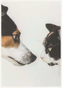 German Dog & Cat Nose To Nose I'm The Boss Comic Postcard