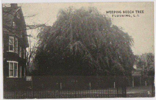 Weeping Beech Tree Flushing NY -vintage-