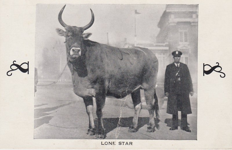 Cows Lone Star World's Largest Cow San Antonio Texas