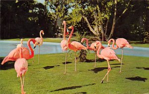 Flamingos, dryer flamingo lagoon, San Diego zoo Balboa Park, San Diego, Calif...