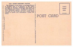 Postcard NATURE SCENE Phoenix Arizona AZ AP8513