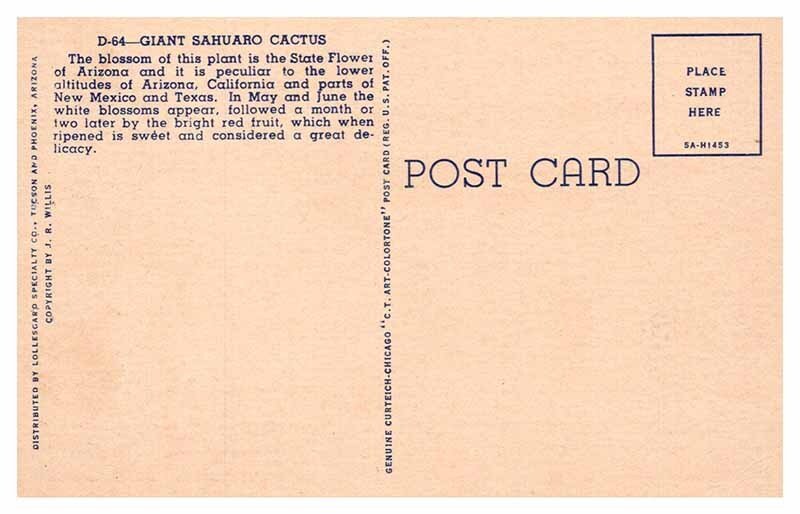 Postcard NATURE SCENE Phoenix Arizona AZ AP8513