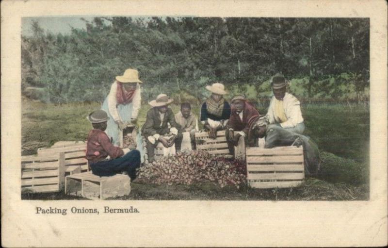 Bermuda - Native Black People Packing Onions c1910 Postcard