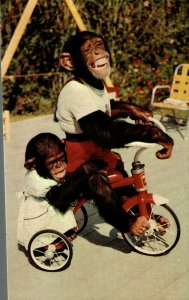 USA Chimpanzee Miami Florida Monkey Jungle Chrome Postcard 08.59