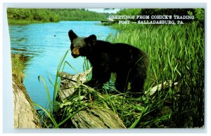 c1950s Bear, Greetings from Cohick's Trading Post Salladasburg PA Postcard