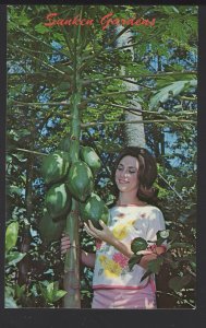 FL ST. PETERSBURG Sunken Gardens Papaya is a well known edible fruit ~ Chrome