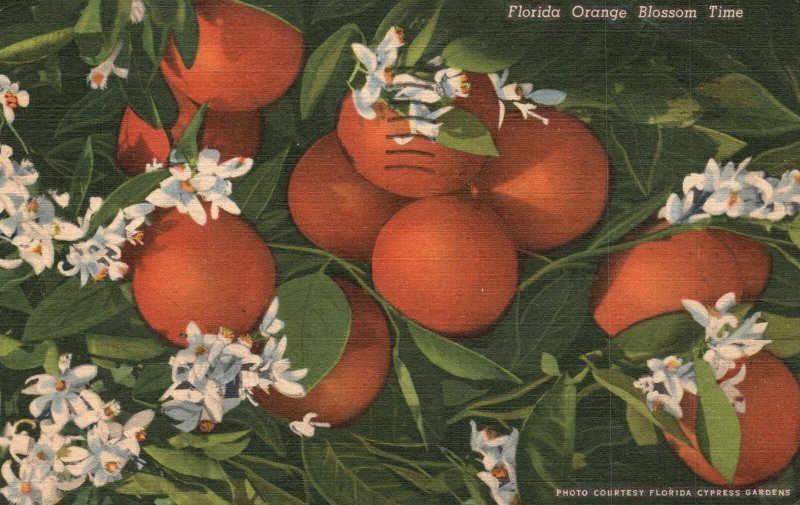 Vintage Postcard 1957 Citrus Fruit Flower Orange Blossom Time Florida FL