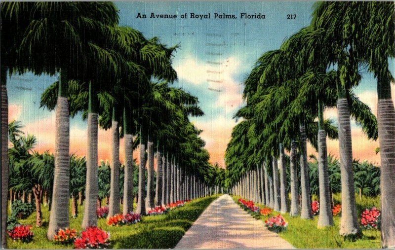 Avenue of Royal Palms Florida Vintage Postcard Standard View Card 