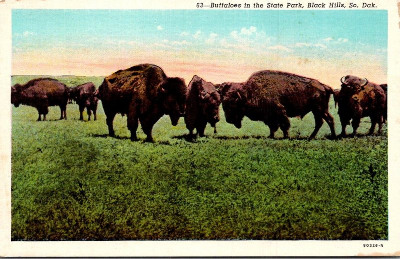 South Dakota Black Hills Buffaloes In The State Park Curteich