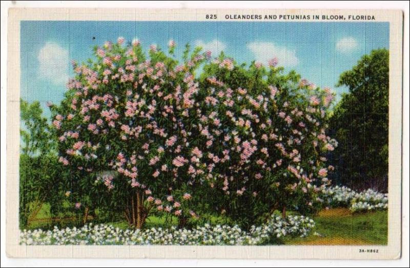 Oleanders & Petunias in Bloom, Florida