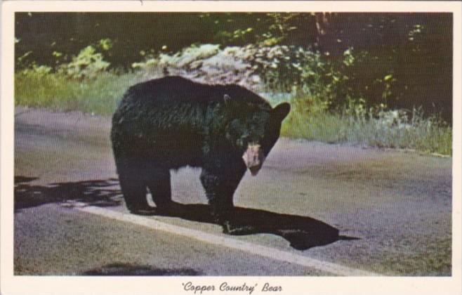 Copper Country Bear Keweenawland Michigan