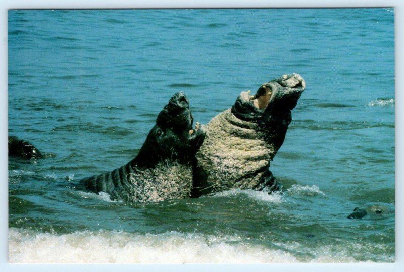 AÑO NUEVO ISLAND, California CA ~ Male ELEPHANT SEALS 4x6 ~ 1983 Postcard