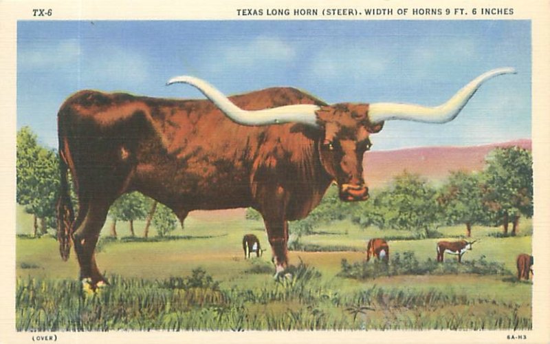 Texas Long Horn Steer (Bull)  Linen Postcard Unused
