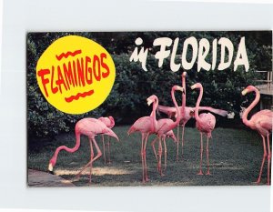 Postcard Flamingos in Florida