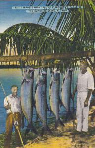 Florida Tarpon Caught In The Fishermen's Paradise 1939