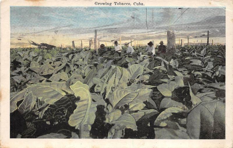 BG32755 growing tobacco types folkllore agriculture  cuba caribbean