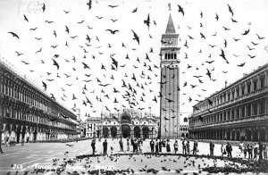 Pigeons in a courtyard Pidgeons 1957 