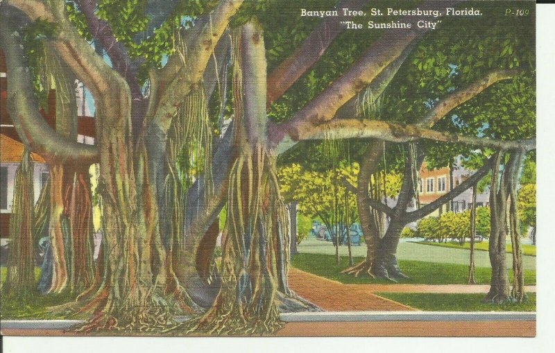 St. Petersburg,Florida,The Sunshine City, Banyan Tree