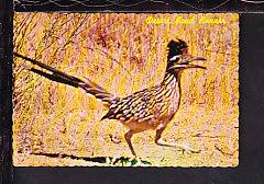 Desert Road Runner Postcard 