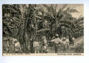 172180 GREETINGS from JAMAICA Banana Plantation Old postcard