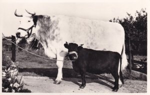 Farmers Own Cattle Longhorn Cow Big Bill Campbell RPC Postcard