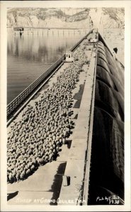 Sheep Grand Coulee Dam Washington WA Ellis 1930 Real Photo Vintage Postcard