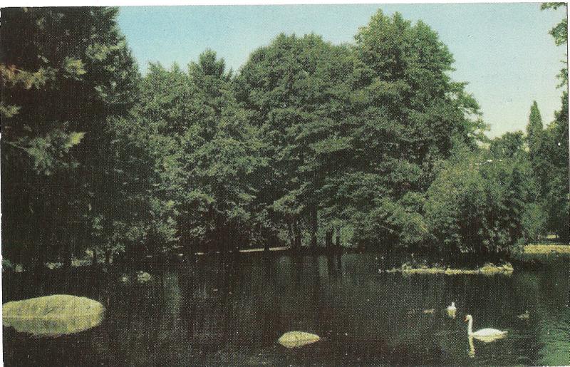 LITHIA PARK ASHLAND Postcard SWANS ON THE LAKE OREGON