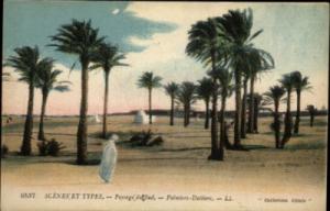 EGYPT Paysage du Sud Palmers Dattiers c1910 Postcard