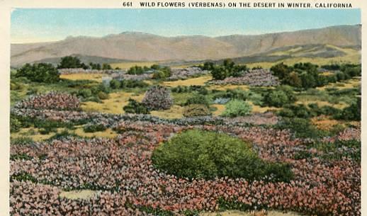 CA - Wild Flowers on the Desert in Winter