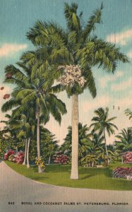 Vintage Postcard 1957 Royal and Coconut Palm Trees St. Petersburg Florida Nature