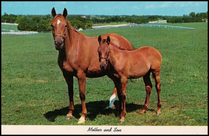 USA Post Card - Horse (28)