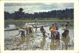 Planting Rice Malaysia Postal Used Unknown, Missing Stamp 