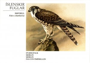 Icelandic, Merlin, Smyrill, Eurasian Hobby, Falco columbarius,  Postcard