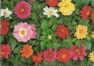 Nature Postcard - Flowers - Untitled - Toon Roest 1993 - RR10989