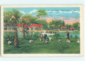 W-border SILVER SPRINGS SCENE Ocala Florida FL AF9957