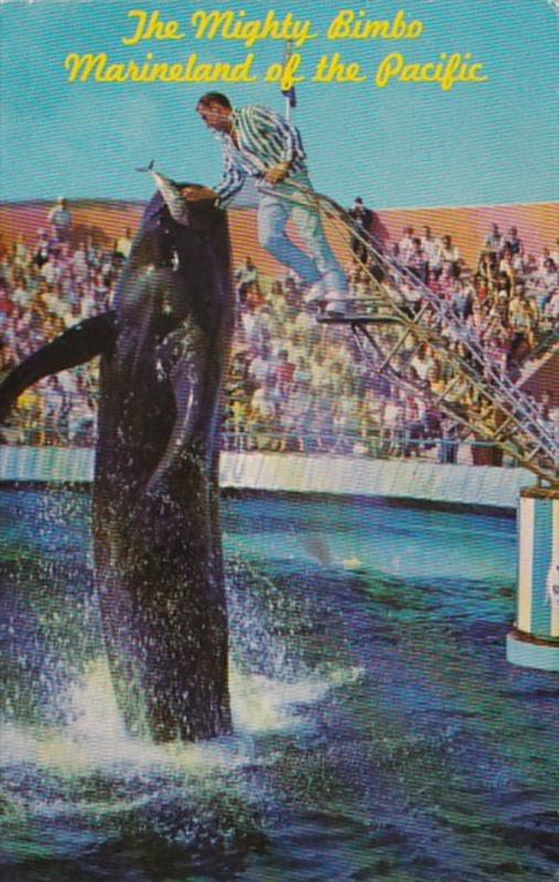 California Marineland Of The Pacific Bimbo The Whale