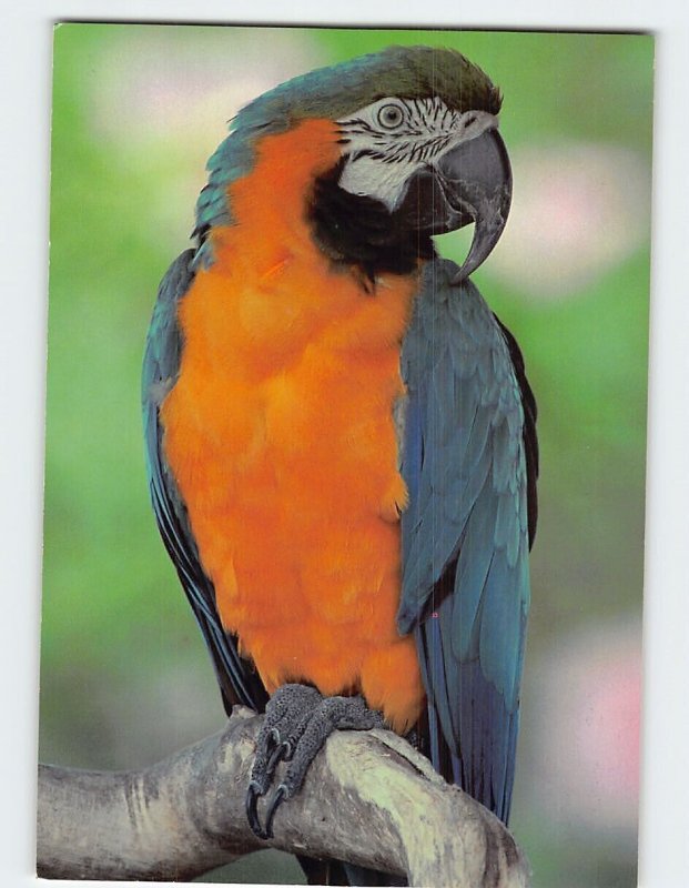 Postcard Military Macaw, ME's Zoo, Parker City, Indiana