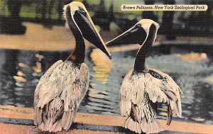 Brown Pelicans New York Zoological Park, USA Unused 