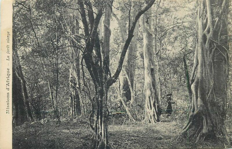 African rainforest scenery early postcard