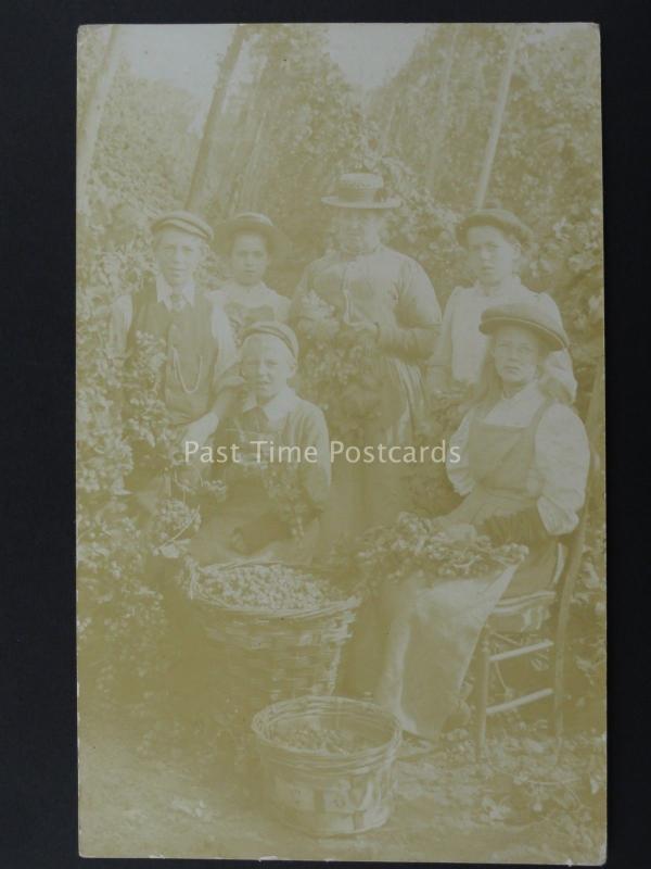 England HOP PICKING / PICKERS Field Portrait (1) Early RP Postcard